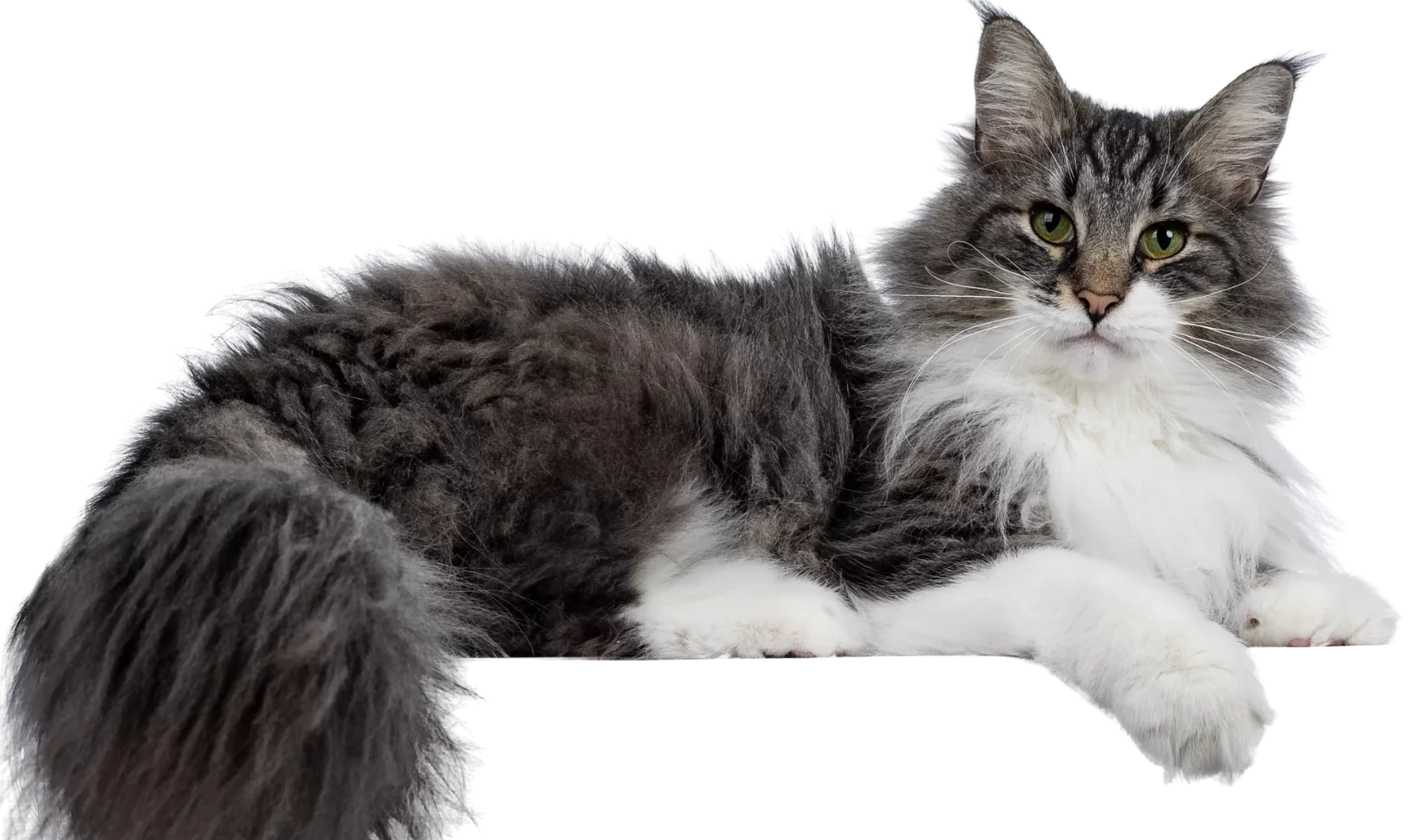 gato